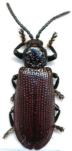 Réf. 153 846 : Estigmena sp.