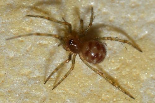 Steatoda triangulosa