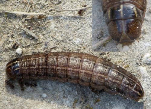 Réf. 153 445 : Tholera sp.