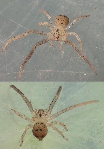 Pharta brevipalpus