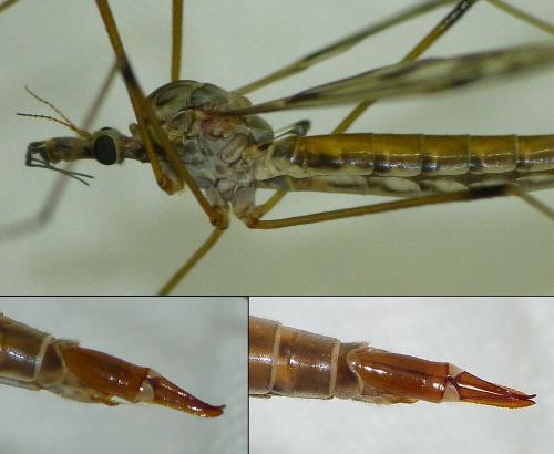 Tipula scripta