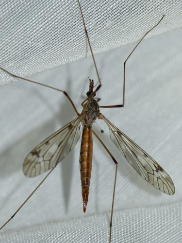 Réf. 153 558 : Tipula scripta