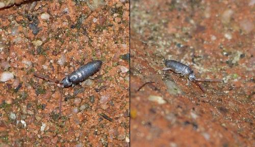 Tomocerus minor
