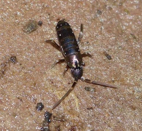 Tomocerus vulgaris