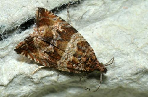 Celypha cespitana