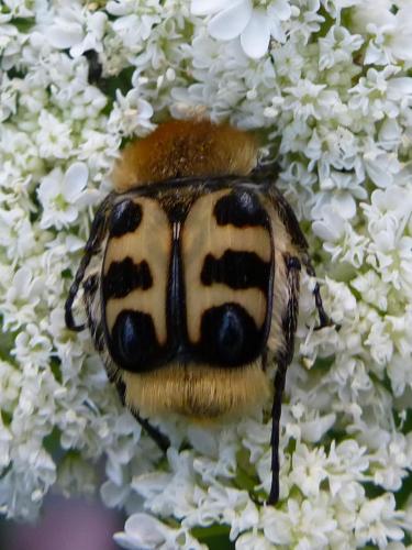 Trichius sp.