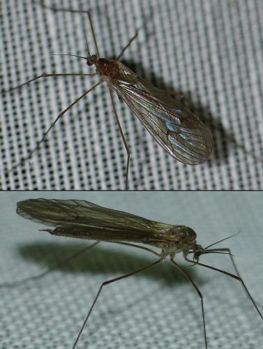 Trichocera sp.