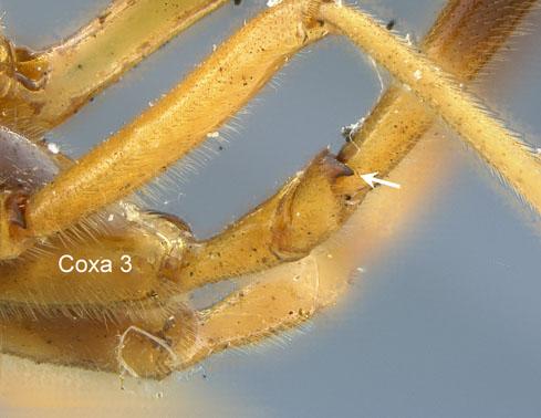 Stauropoctonus sp.