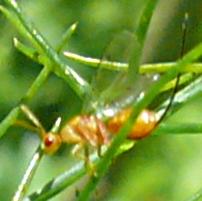 Megastigmus sp.