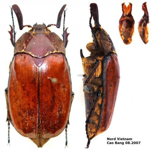 Melolontha chinensis