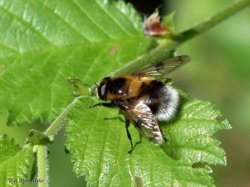 Volucella bombylans