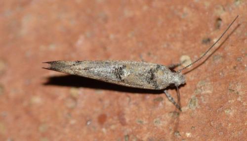 Zelleria oleastrella