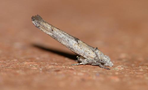 Zelleria oleastrella