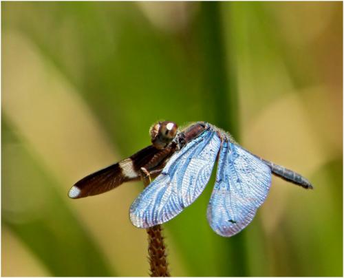 Zenithoptera lanei