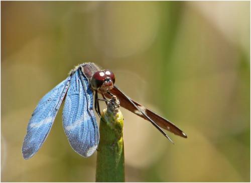 Zenithoptera lanei