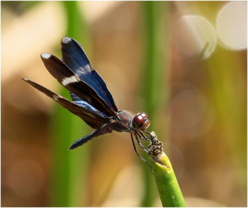 Zenithoptera lanei