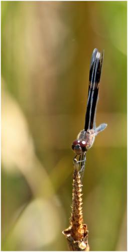 Zenithoptera lanei