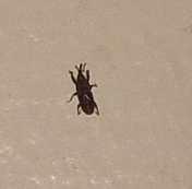 Sitophilus sp.