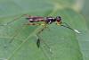 153475 – Photo : D. Martinez – Philippines