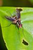153328 – Photo : D. Martinez – Philippines