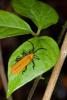 153539 – Photo : D. Martinez – Philippines