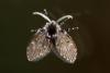 153240 – Photo : Philippe Vanmeerbeeck – Belgique