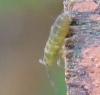 153455 – Photo : Guénael Hallart – France (02)