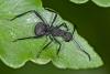 153329 – Photo : D. Martinez – Philippines