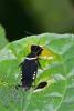 153253 – Photo : D. Martinez – Philippines