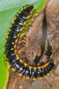 153255 – Photo : D. Martinez – Philippines