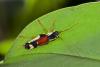 153472 – Photo : D. Martinez – Philippines