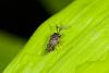 153283 – Photo : D. Martinez – Philippines