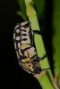 153431 – Photo : D. Martinez – Philippines
