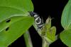 153474 – Photo : D. Martinez – Philippines