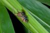 153051 – Photo : D. Martinez – Philippines