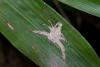 153046 – Photo : D. Martinez – Philippines