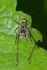 153239 – Photo : D. Martinez – Philippines