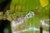 153238 – Photo : D. Martinez – Philippines
