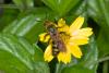 153050 – Photo : D. Martinez – Philippines