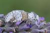 153838 – Photo : Insectesidf – France (61)