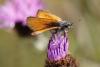 153531 – Photo : Thierry Madigou – France (35)