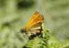 153670 – Photo : Thierry Madigou – France (35)