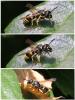 Ancistrocerus sp.