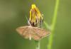 153779 – Photo : Dominique THAUVIN – France (45)