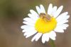 153343 – Photo : alain Roujas – France (31)