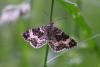 153813 – Photo : Michel Ehrhardt – France (68)