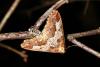 153585 – Photo : Michel Ehrhardt – France (68)