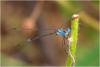 153734 – Photo : Benoit Guillon – Brésil