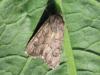 153084 – Photo : Insectesidf – France (61)