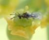 153417 – Photo : Catherine Reymonet-Smitten – France (31)